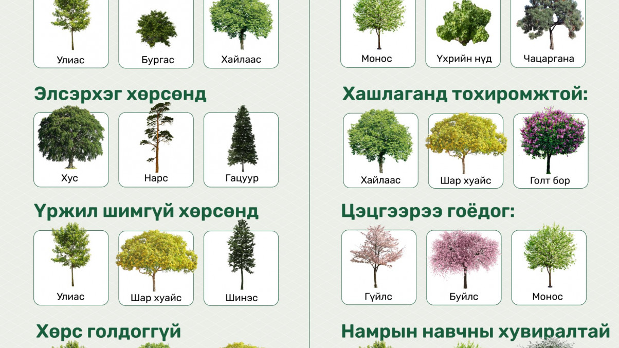 Хашаандаа ямар мод таривал тохиромжой вэ?